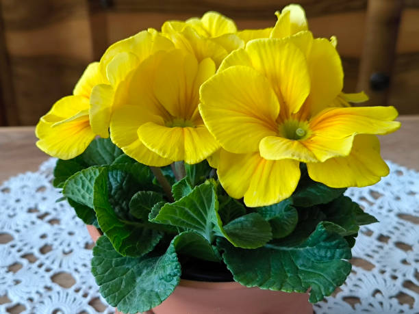 istock colorful blooming primula flowers growing in the pot 2171500849