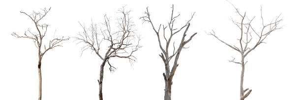 istock Dead tree branch isolated on white background clipping path 2171501479