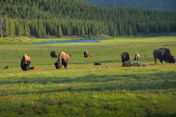 istock Bison in Yellowstone National Park 2171503557