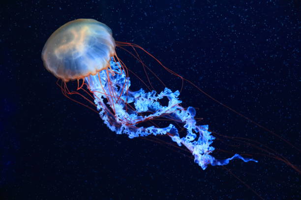 istock A jellyfish moves through the water, 4K 2171505075