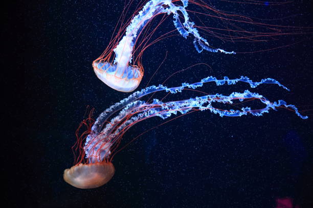 istock A jellyfish moves through the water, 4K 2171505077