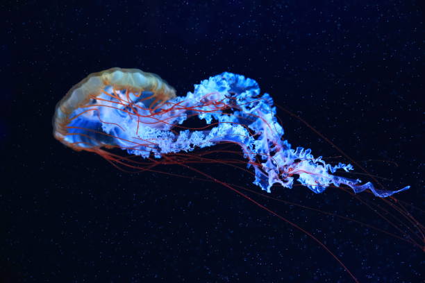 istock A jellyfish moves through the water, 4K 2171505078