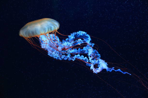 A jellyfish moves through the water, 4K