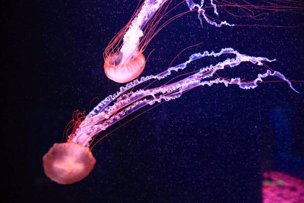 istock A jellyfish moves through the water, 4K 2171505096