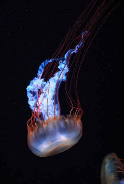 istock A jellyfish moves through the water, 4K 2171505099