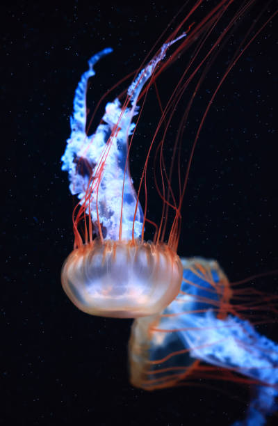 istock A jellyfish moves through the water, 4K 2171505100