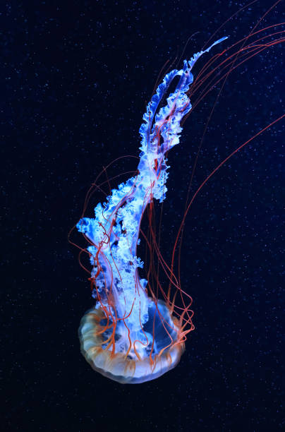 istock A jellyfish moves through the water, 4K 2171505107