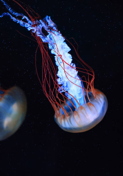 istock A jellyfish moves through the water, 4K 2171505129