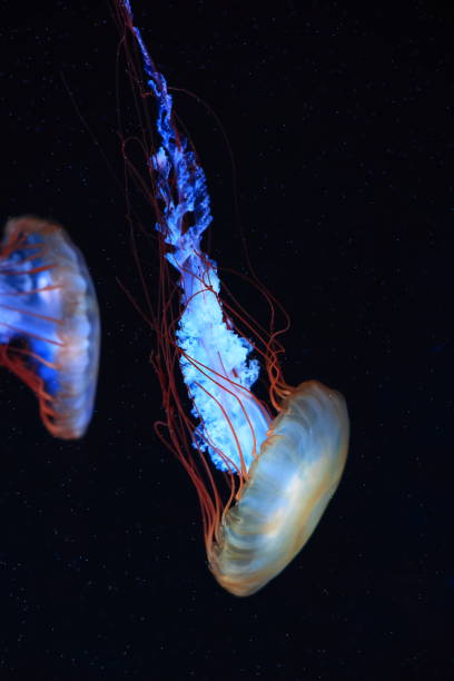 istock A jellyfish moves through the water, 4K 2171505132