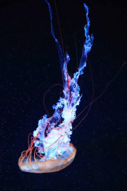 istock A jellyfish moves through the water, 4K 2171505141
