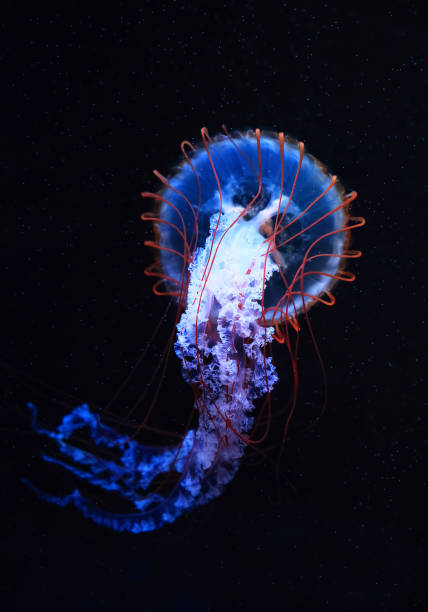 istock A jellyfish moves through the water, 4K 2171505150