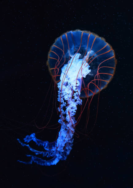 istock A jellyfish moves through the water, 4K 2171505151