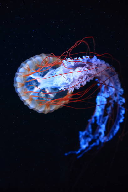 istock A jellyfish moves through the water, 4K 2171505158