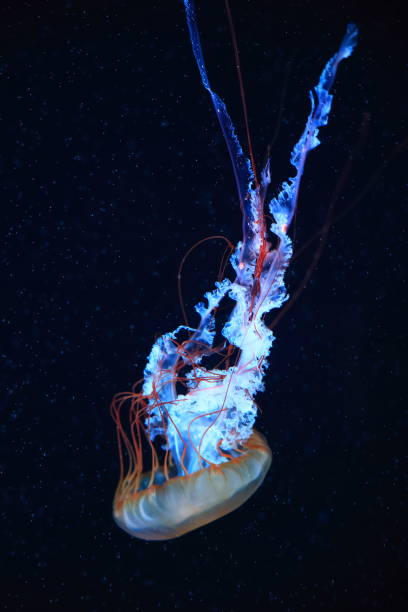 istock A jellyfish moves through the water, 4K 2171505167