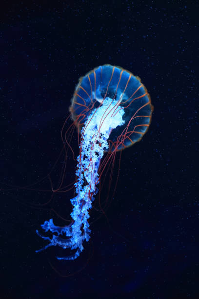 A jellyfish moves through the water, 4K