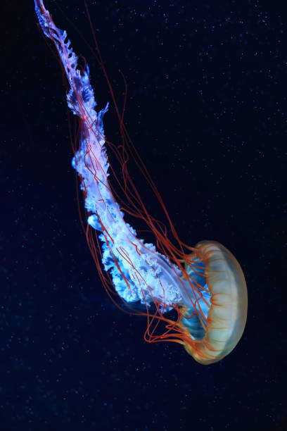 istock A jellyfish moves through the water, 4K 2171505184
