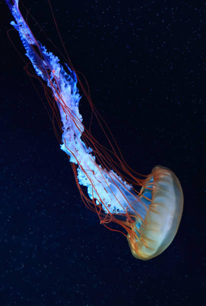 istock A jellyfish moves through the water, 4K 2171505193