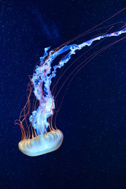 istock A jellyfish moves through the water, 4K 2171505203