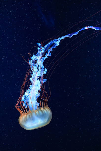 istock A jellyfish moves through the water, 4K 2171505218