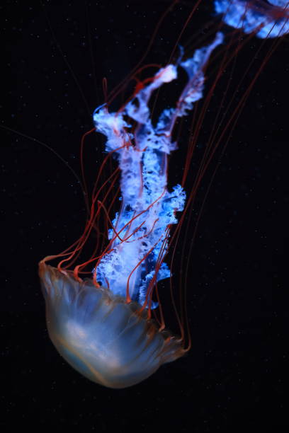 istock A jellyfish moves through the water, 4K 2171505231