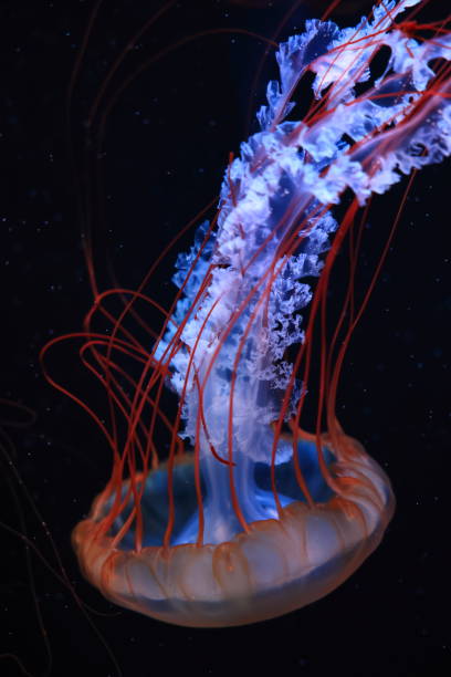istock A jellyfish moves through the water, 4K 2171505232