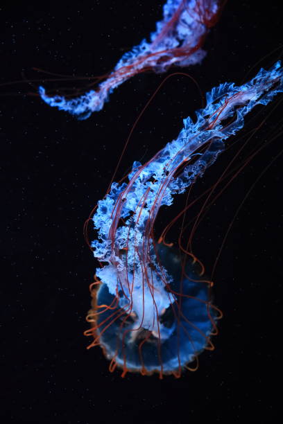 istock A jellyfish moves through the water, 4K 2171505235