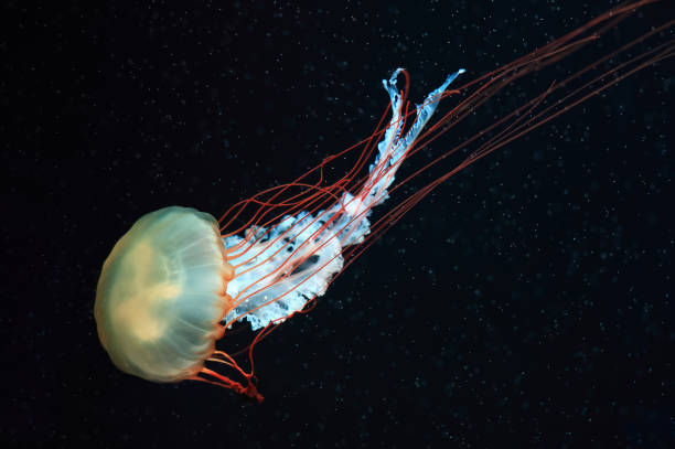 istock A jellyfish moves through the water, 4K 2171505240