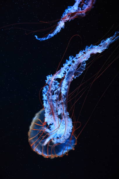 istock A jellyfish moves through the water, 4K 2171505243