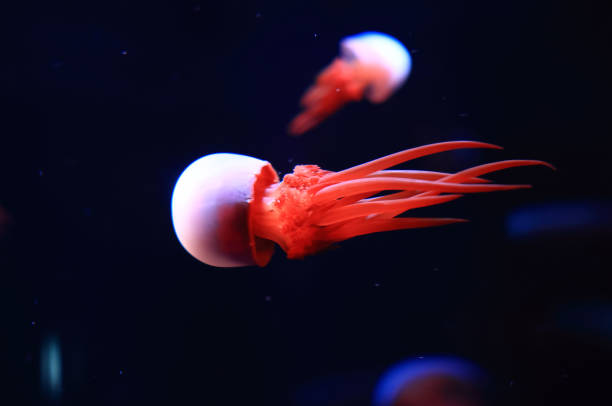 Beautiful jellyfish in the neon light in aquarium