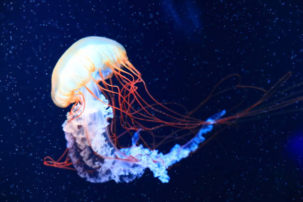 istock A jellyfish moves through the water, 4K 2171505260