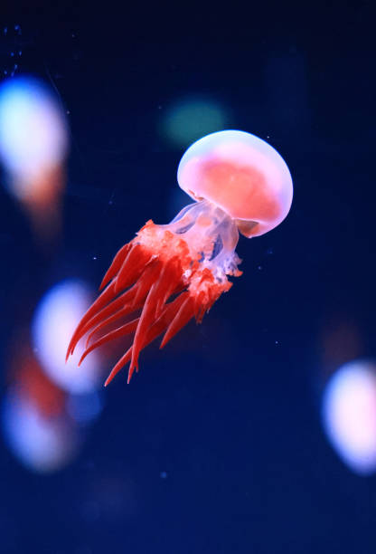 Beautiful jellyfish in the neon light in aquarium