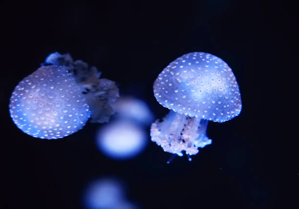 Beautiful jellyfish in the neon light in aquarium