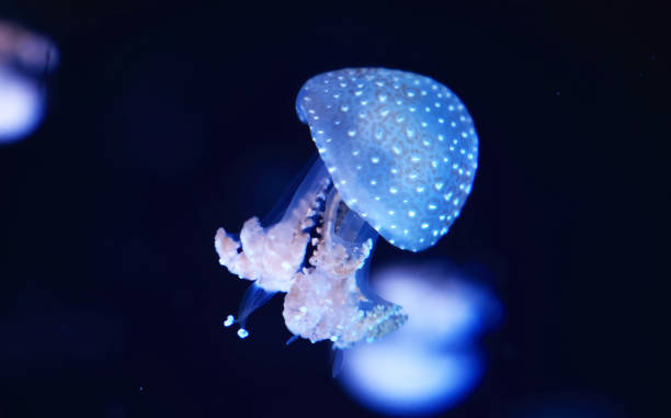 istock A jellyfish moves through the water, 4K 2171505331
