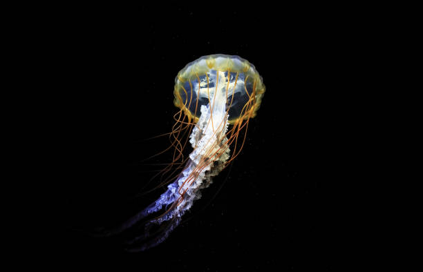 istock A jellyfish moves through the water, 4K 2171505352