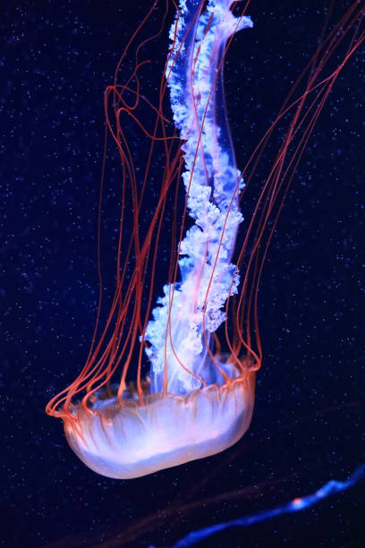 istock A jellyfish moves through the water, 4K 2171505439