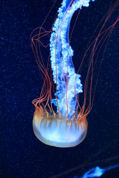 istock A jellyfish moves through the water, 4K 2171505464