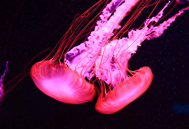 Beautiful jellyfish in the neon light in aquarium