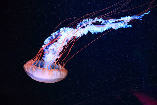 istock A jellyfish moves through the water, 4K 2171505487