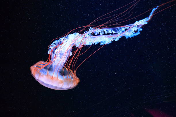 istock A jellyfish moves through the water, 4K 2171505494