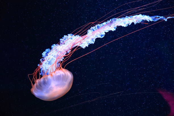 istock A jellyfish moves through the water, 4K 2171505501
