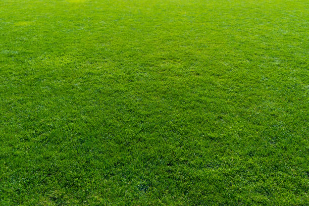 istock Bright green grass on the lawn. Natural background. 2171505927