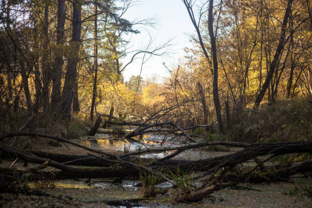 istock beautiful landscape with a river in the forest 2171508167
