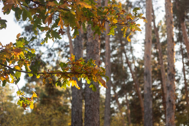 autumn forest with colorful leaves.