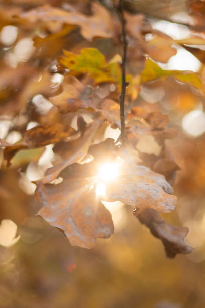 autumn forest with colorful leaves.