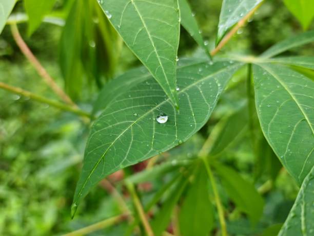 istock Green leaves with water droplets after rain. 2171509249