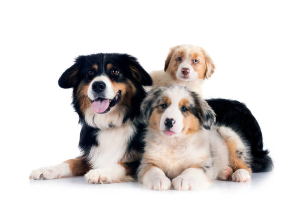 istock puppy australian shepherd and adult in studio 2171509336
