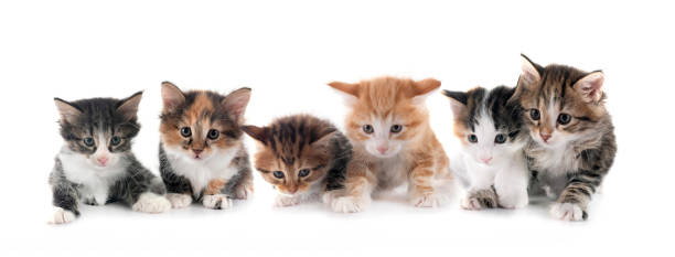 istock young Kurilian Bobtails in studio 2171509367