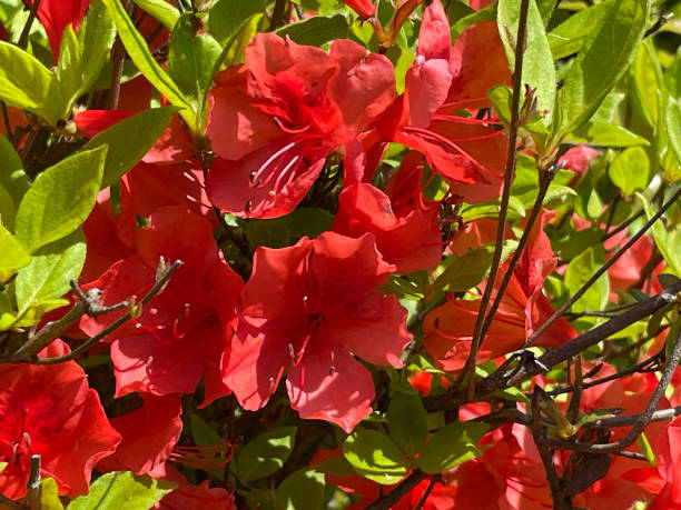 istock Red Azalea Flowers 2171511818