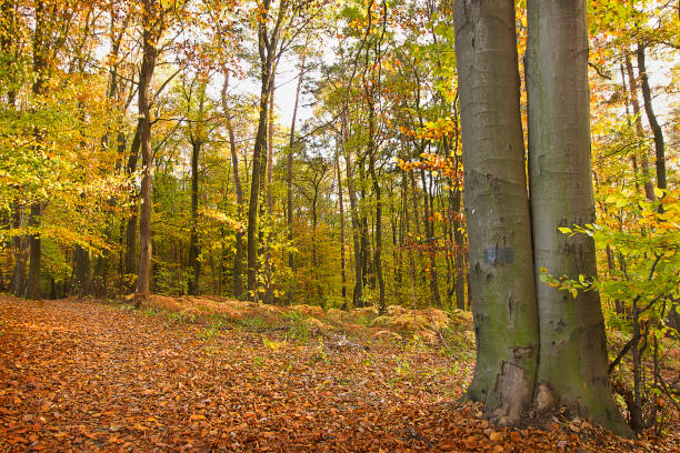 Autumn forest with yellowed trees and fallen leaves