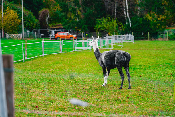 Black and White Alpaca Standing on the Enclosed Passture Field
